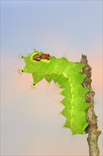 Indian luna moth (Actias selene), caterpillar, captive, occurrence in Asia