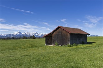 Wooden hut in a meadow near Fuessen, Allgaeu Alps, snow, near Buching, Allgaeu, Bavaria, Germany,