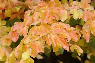 Persian ironwood (Parrotia persica), leaves in autumn, ornamental shrub, North Rhine-Westphalia,