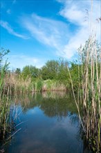 Pond in a natural garden, practical nature conservation, biotope for insects, amphibians and birds,