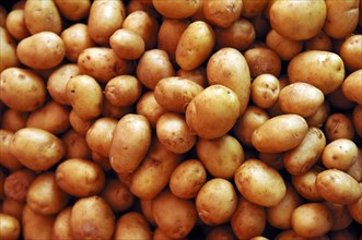 Pile of fresh brown potatoes, New potatoes