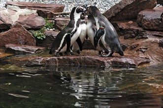 Humboldt Penguins (Spheniscus humboldti) Nuremberg Zoo, Am Tiergarten 30, Nuremberg, Middle