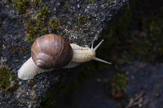 Vineyard snail (Helix pomatia) crawling along a stone slab, Stuttgart, Baden-Wuerttemberg, Germany,