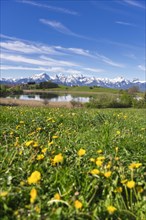 Mountain landscape, spring meadow near Fuessen, Schapfensee, dandelion, Allgaeu Alps, snow, forest,