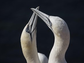 Two seabirds perform a mating dance, their heads together, on a dark background, gannet, morus