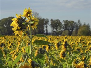 Field of sunflowers under a clear sky, yellow blossoms stand out against the green foliage and blue
