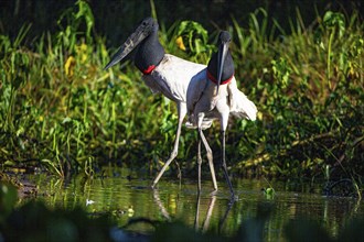 Jabiru (Jabiru mycteria) Pantanal Brazil