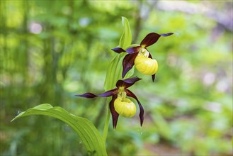 Flowering Lady's-slipper orchid (Cypripedium calceolus) in a forest
