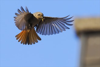 A black redstart (Phoenicurus ochruros), female, in flight with outstretched wings and insects in