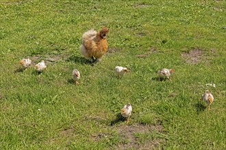 Silk hen with Wyandotte chick, hen, Wittorf, Samtgemeinde Bardowick, Lower Saxony, Germany, Europe