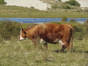 A brown and white cow grazing in a meadow near a small lake with sand dunes and vegetation in the