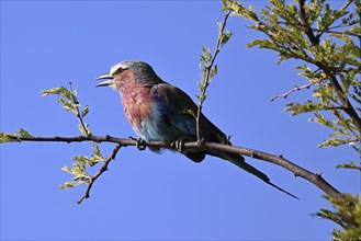 Lilac-breasted Roller (Coracias caudatus), perched on a branch, Serengeti National park, Tanzania,