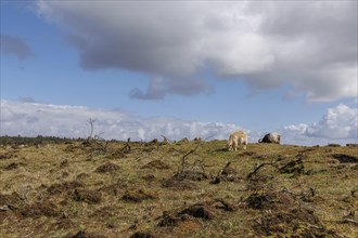 Open pasture with a grazing sheep under a partly cloudy sky and green vegetation, grasses and