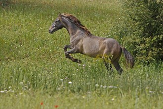 Andalusian, Andalusian horse, Antequerra, Andalusia, Spain, foal, flower meadow, Europe