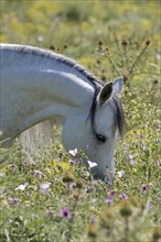 Arabian, Horse, Portrait