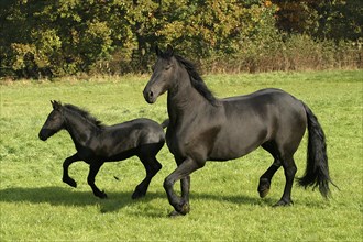 Friesian, Friesian horse