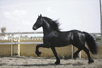 Friesian, Friesian horse