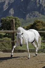Andalusian, Andalusian horse, Antequera, Andalusia, Spain, Europe