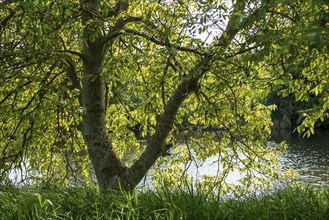 Tree on the bank, Boize, Boizenburg, Mecklenburg-Vorpommern, Germany, Europe