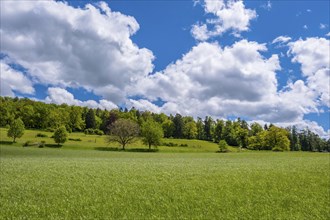 A green meadow with scattered trees under a blue sky with white clouds on a summer's day,