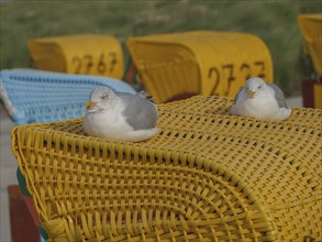 Seagulls resting on a yellow beach chair, blue beach chair and green dunes in the background,