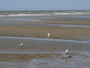 Seagulls on a sandy beach with wavy patterns and calm sea in the background, squabbling seagulls on