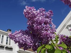 Purple lilac flowers against a blue sky and a white building in the background, white wooden houses