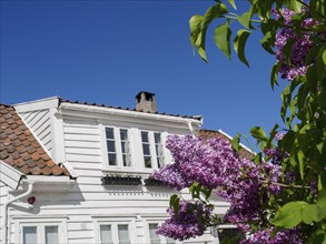 Blooming purple lilac in front of a white house under a clear blue sky, white wooden houses with