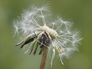 Common dandelion (Taraxacum officinale), dandelion, close-up with focus stacking, St. Jakob im