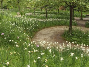 A winding path through a green meadow with white flowers, surrounded by trees, small, winding path