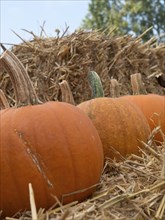 Several pumpkins on straw bales with blurred background with blue sky, many orange pumpkins at