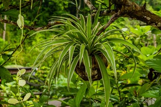 Beautiful dracaena corn plant in flower pot hanging from tree with lush vegetation in background in