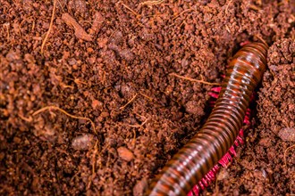 A reddish-brown millipede curls on rich brown soil, in Thailand