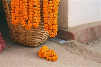 Marigold flower garlands hung on an empty woven basket it used as sacred religious offerings that