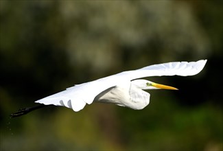 Flying great egret (Casmerodius albus), Lower Rhine, North Rhine-Westphalia, Germany, Europe