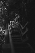 Endless steps. Hike in the forest in New Zealand towards a waterfall. Taken in black and white