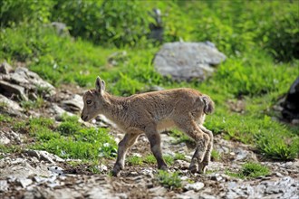 Alpine ibex (Capra Ibex), fawn, Karwendel mountains, Tyrol, Austria, Europe