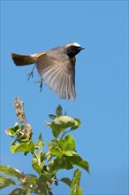 A common redstart (Phoenicurus phoenicurus, male, flying, wings wide open against a blue sky,