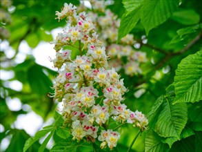 Blossom of a chestnut tree (Castanea)