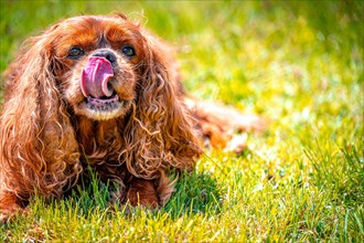 Cavalier King Charles Spaniel domestic dog (Canis lupus familiaris) in a meadow, Schoenheide,