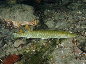 A pike (Esox lucius) glides through the clear water above a gravel bed next to green aquatic plants