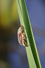 May beetle (Melolontha melolontha), May, Saxony, Germany, Europe