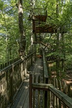 Treetop path, wooden walkway and stairs to viewing platform between beech trees, beech forest,