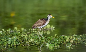 Northern jacana (Jacana spinosa), female standing on floating plants in the water, Tortuguero