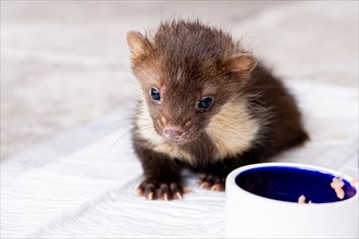 Beech marten (Martes foina), practical animal welfare, young animal at the food bowl in a wildlife