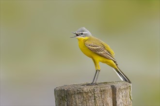 Western yellow wagtail (Motacilla flava) on a perch in Osterfeinermoor, pasture fence, Duemmer,