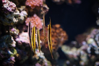 Razorfish Aeoliscus strigatus, aka razorfish, jointed razorfish or coral shrimpfish fish underwater