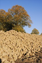 Harvested sugar beet (Beta vulgaris ssp. vulgaris var. altissima), sugar beet harvest,