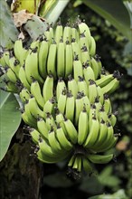 Dessert banana or fruit banana (Musa x paradisiaca), bananas on the stem