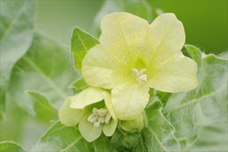 White henbane (Hyoscyamus albus), flowers, ornamental plant, North Rhine-Westphalia, Germany,